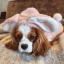 Kanin Bunny-Suit Kostyme Til Hund Og Katt Rosa