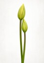 Green Tulip Buds Plakat / 21x30
