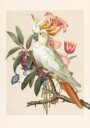 Henriëtta’s Bird Plakat Plakat / 100x150cm