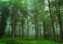 Enchanted Forest Mist Plakat / 21x30