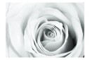 Fototapet Rose Charade 400x280 - Artgeist sp. z o. o.