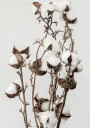 Dry Cotton Plant Plakat Plakat / 70x100cm