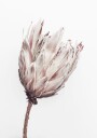 Close Up  Dried Flower Plakat Plakat / 100x150cm