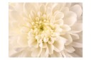 Fototapet White Dahlia 250x193 - Artgeist sp. z o. o.