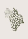 Grape Botanical Plakat Plakat / 40x50cm
