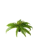 Mr Plant Bregne 40 cm