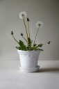 Bergs Potter Potte med fat Københavner GLAZED diameter 21 cm Hvit
