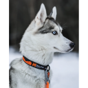 Non Stop Dogwear Trail Quest Collar Orange/Black L