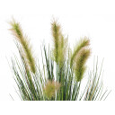 Europalms Moor-Grass In Pot, 60cm
