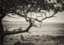 Lioness On Tree Branch Plakat / 100x150