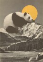 Giant Panda Nap Plakat Plakat / 40x50cm