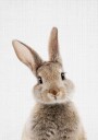 Peekaboo Bunny  Poster Plakat / 40x50cm