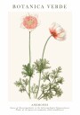 Anemones Plakat Plakat / 21x30cm