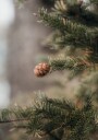Pine Cones Plakat Plakat / 21x30cm