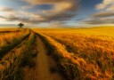 Golden Wheat Field Path Plakat / 21x30