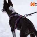 Non-Stop Dogwear Linjesele 5.0 Lilla Trekksele til Hund, Str 5