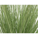 Europalms Ornamental Grass, 65cm