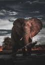 Majestic Elephant in Nature Plakat Plakat / 21x30cm