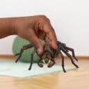 Schleich Harry Potter Argarapp Akromantula Samlefigur