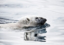 Polar Bear Swimming Plakat Plakat / 30x40cm