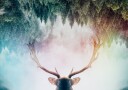 Antler Plakat Plakat / 50x70cm