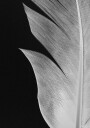 Pictufy Studio Iii Feather No.5 Plakat Plakat / 70x100cm