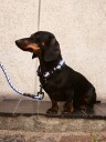 Hay Dogs Hundebånd Flettet Blå Offwhite