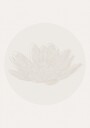 Serene Lotus Flower Plakat / 70x100
