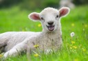 Ravensburger Farm Animals 2x12p