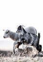 Lamb Plakat Plakat / 40x50cm