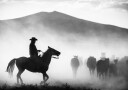 Cowboy Herding Horses Plakat / 21x30