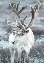 Winter Reindeer in Frosty Landscape Plakat Plakat / 30x40cm