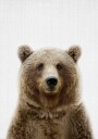 Peekaboo Bear Poster Plakat / 50x70cm