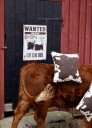 Byon Anima pute M 50x50 cm Cow