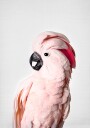 Pink Cockatoo Plakat / 50x70cm