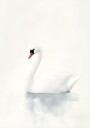 Graceful Swan Plakat Plakat / 30x40cm