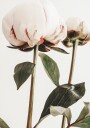 Peony 24 Plakat Plakat / 70x100cm
