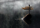 Heron Sitting On The Bonsai Tree Plakat Plakat / 21x30cm