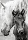 The Foal Poster Plakat / 50x70cm