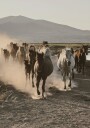 Wild Horses Gallop Plakat Plakat / 40x50cm