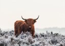 Highlander Poster Plakat / 40x50cm