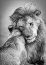 African Love! Plakat Plakat / 50x70cm