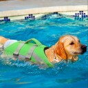 Neongrønn Flytevest For Hund