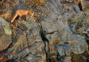 Red Fox On Autumn Rocks Plakat / 21x30