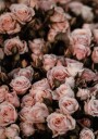 Blush Pink Roses Plakat Plakat / 70x100cm