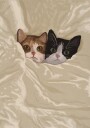 Cozy Cats Peeking Out Plakat / 100x150