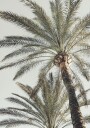 Palm_005 Plakat / 50x70cm