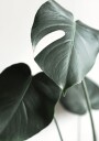 Green Plant №1 Plakat Plakat / 100x150cm