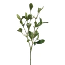 Mr Plant Misteltein 60 cm