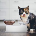 Ergonomisk fôringsstasjon for katter med sklisikre doble skåler